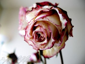 dying_inside__by_arbaxa-d2oz7um